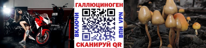 Псилоцибиновые грибы Psilocybine cubensis  KRAKEN ссылки  Ижевск 